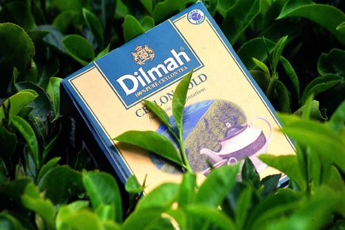 Dilmah thee catering